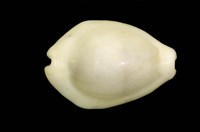 藏品(黃寶螺)的圖片